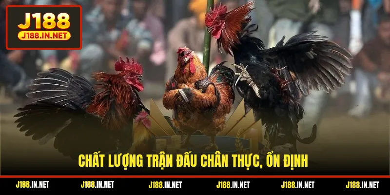 Chất lượng trận đấu chân thực, ổn định